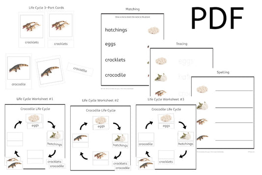 Crocodile Life Cycle 3-Part Cards & Worksheets (PDF)