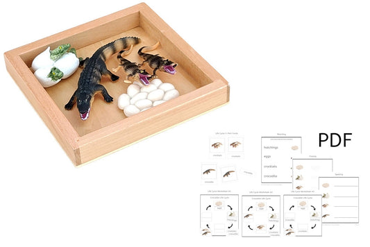 Life Cycle of a Crocodile with Tray