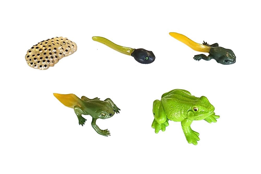 Life Cycle of a Frog