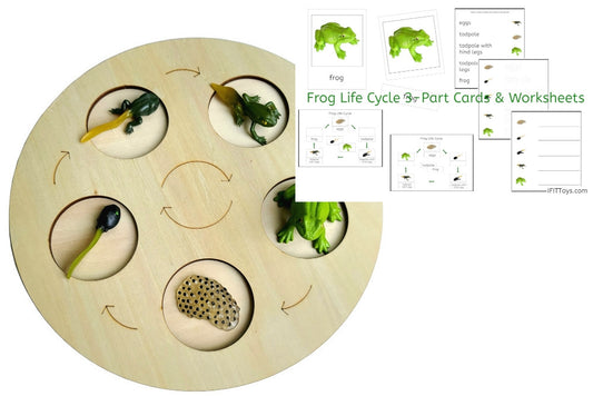 Life Cycle of a Frog with Demo Tray