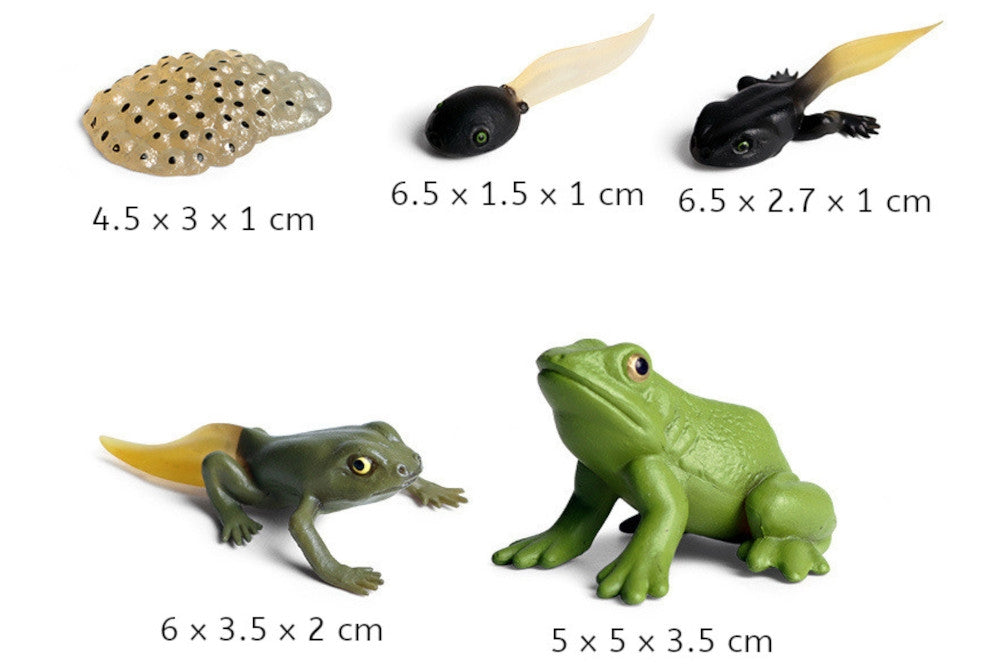 Life Cycle of a Frog with Demo Tray