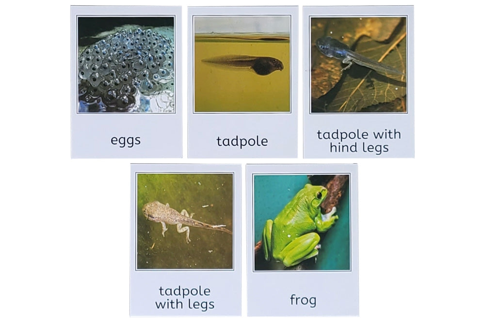 Frog Life Cycle 3-Part Cards