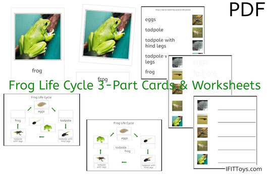 Frog Life Cycle 3-Part Cards & Worksheets (PDF)