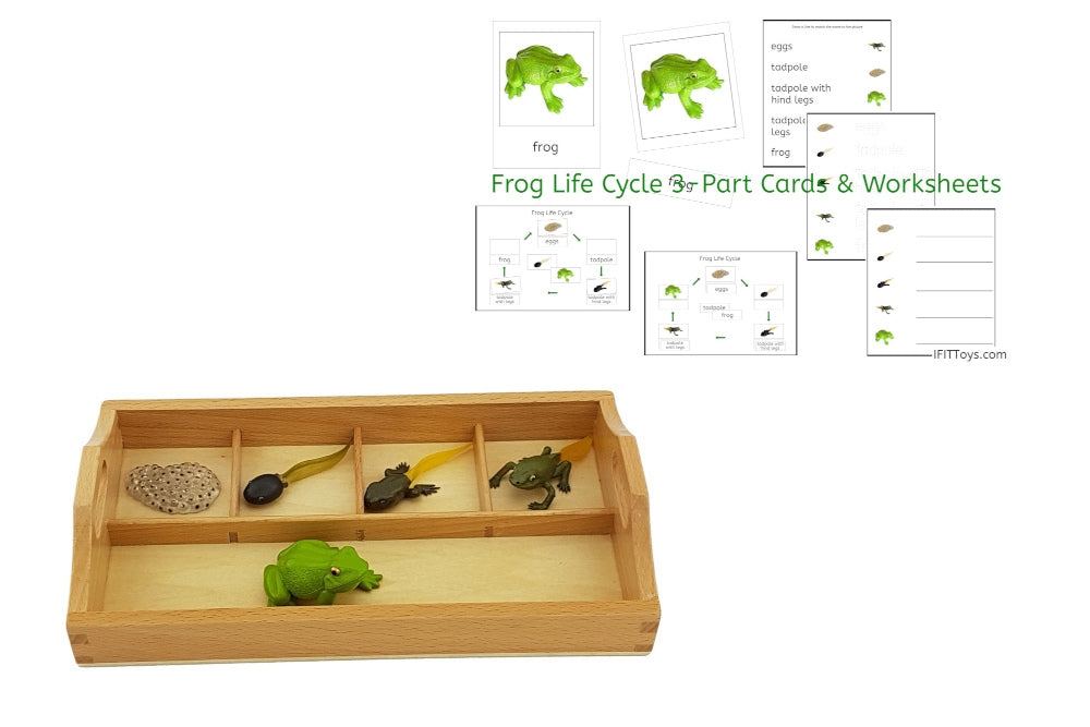 Frog Color. Sort Life Cycle of a Frog with Sorting Tray - IFIT Montessori
