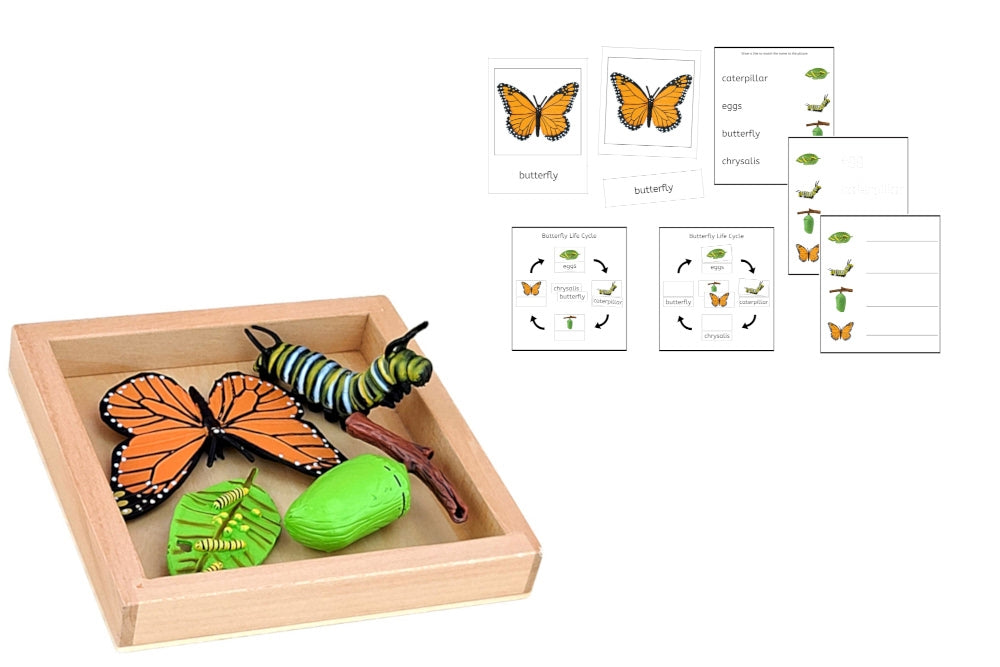 Life Cycle of a Monarch Butterfly with Tray