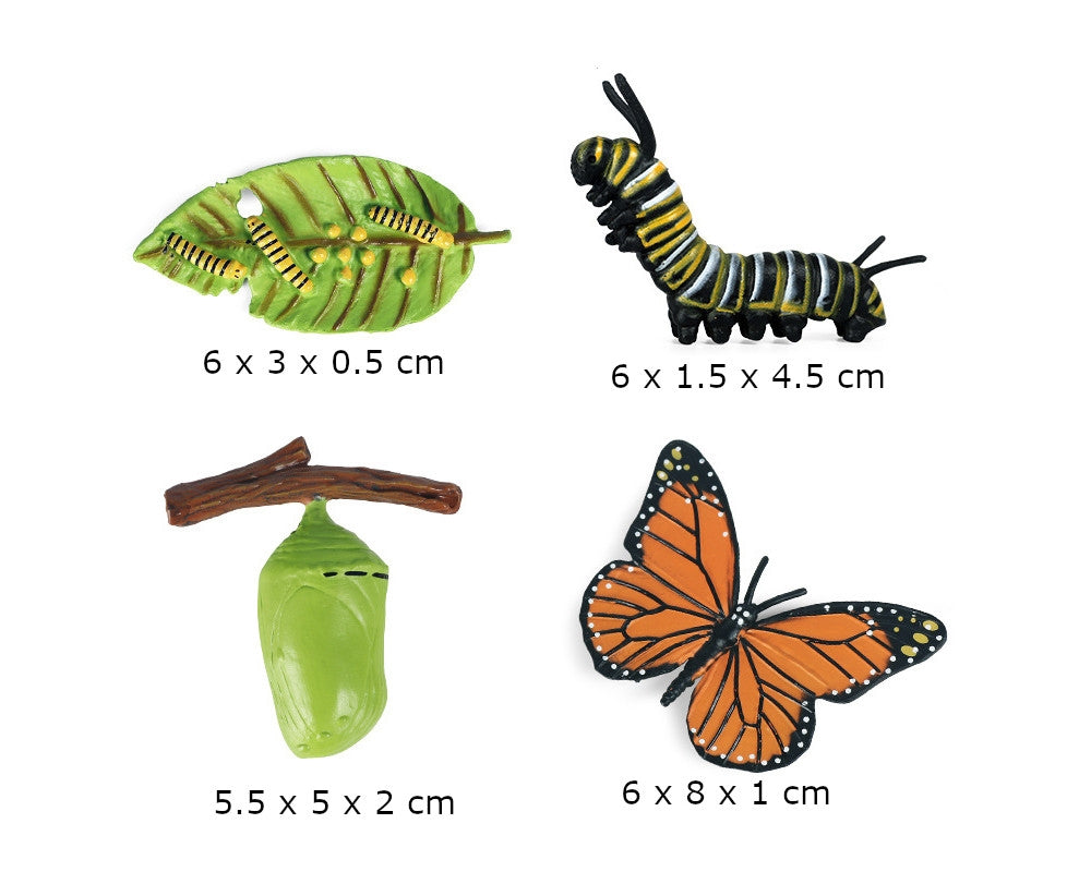 Life Cycle of a Monarch Butterfly with Tray