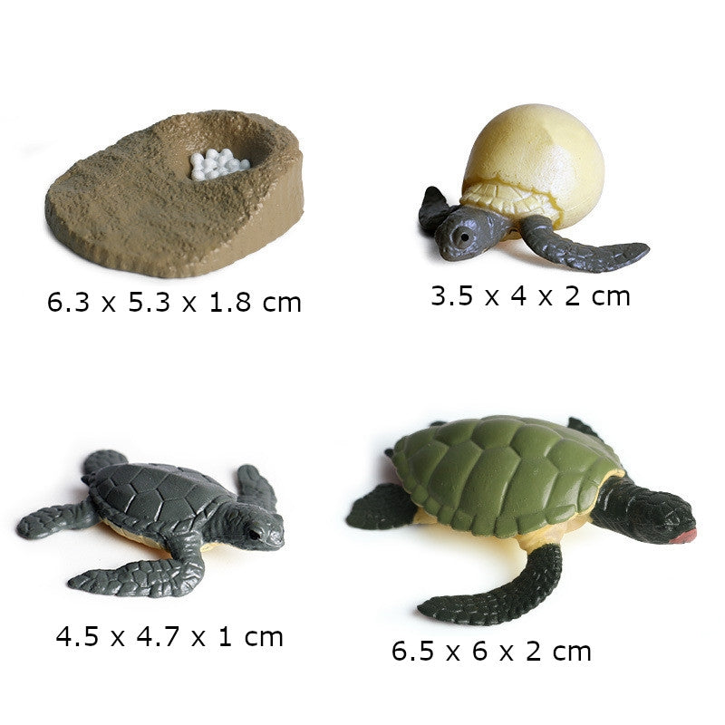 Life Cycle of a Green Sea Turtle