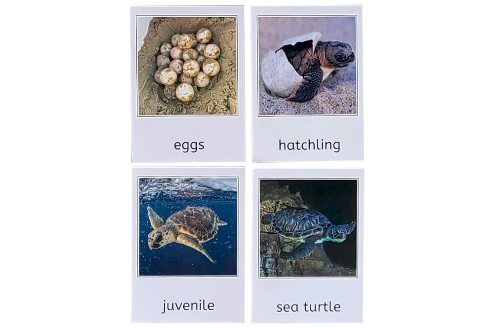 Sea Turtle Life Cycle 3-Part Cards