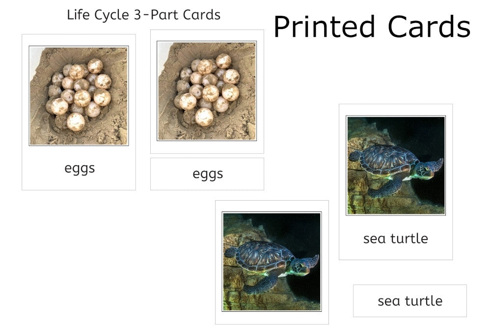 Life Cycle of a Sea Turtle with Tray and Cards