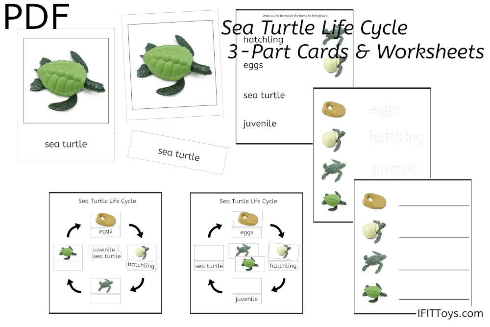 Sea Turtle Life Cycle 3-Part Cards & Worksheets (PDF)