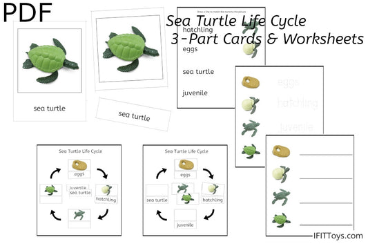 Sea Turtle Life Cycle 3-Part Cards & Worksheets (PDF)