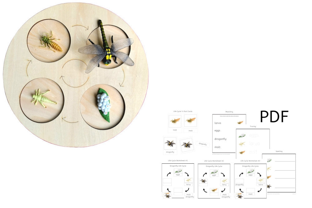 Life Cycle of a Dragonfly with Demo Tray