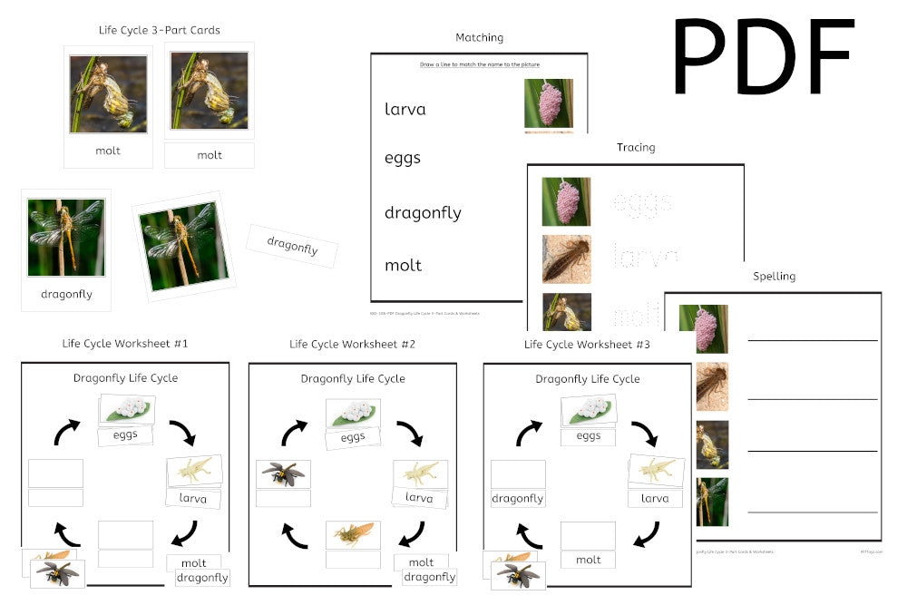 Dragonfly Life Cycle 3-Part Cards & Worksheets (PDF)