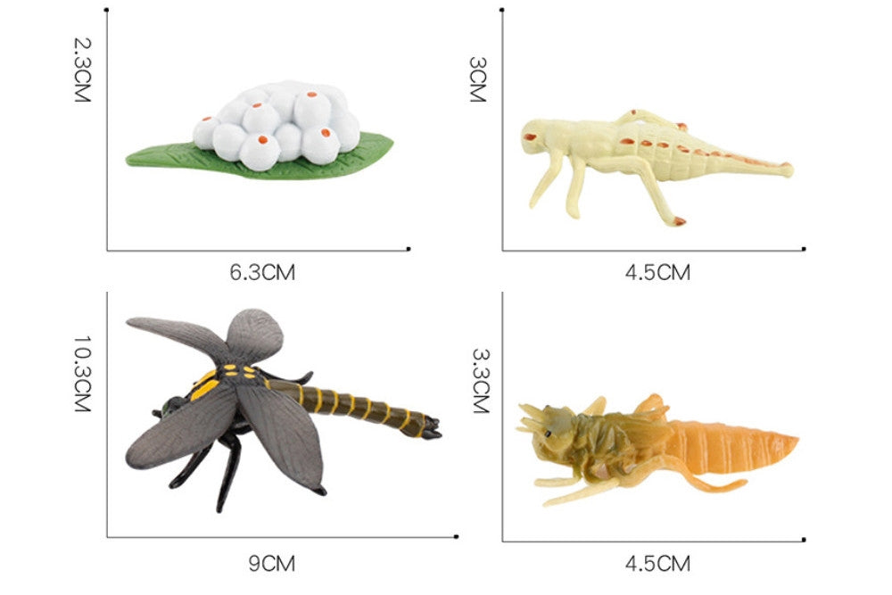 Life Cycle of a Dragonfly with Tray