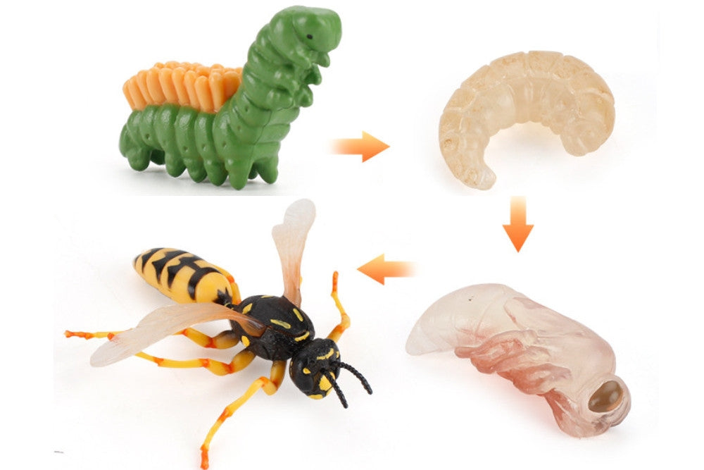 Life Cycle of a Wasp