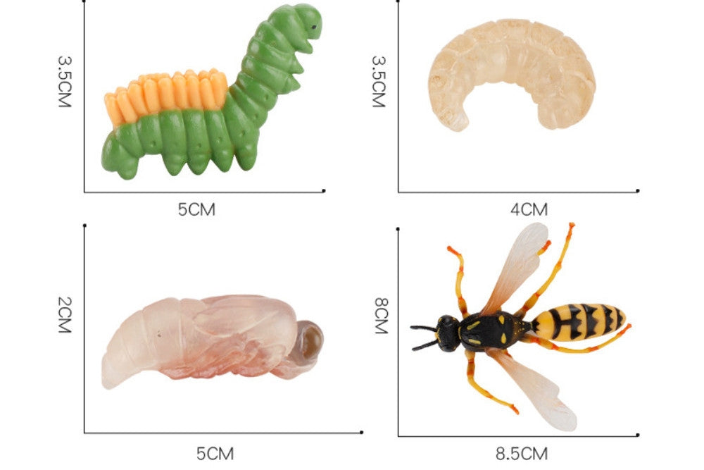 Life Cycle of a Wasp with Sorting Tray