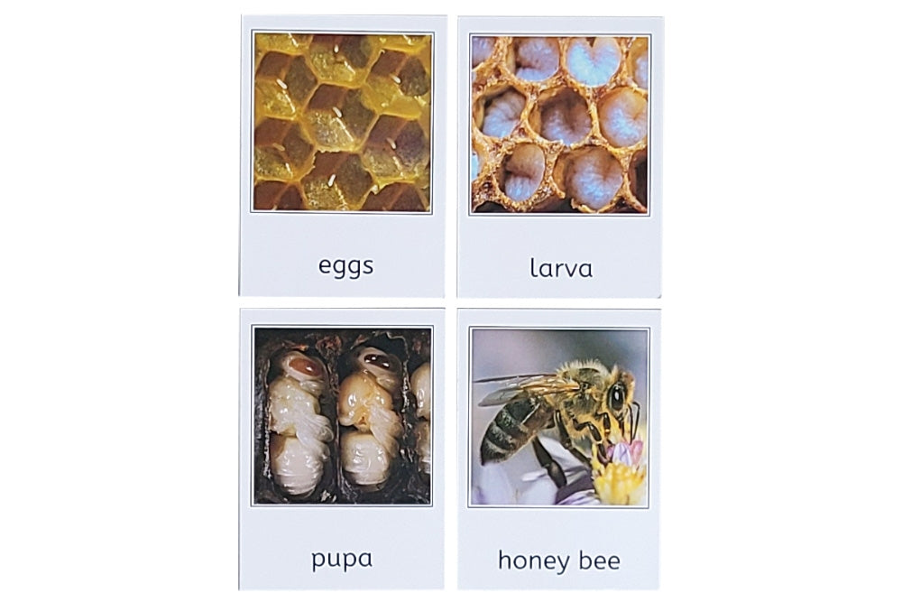 Honey Bee Life Cycle 3-Part Cards