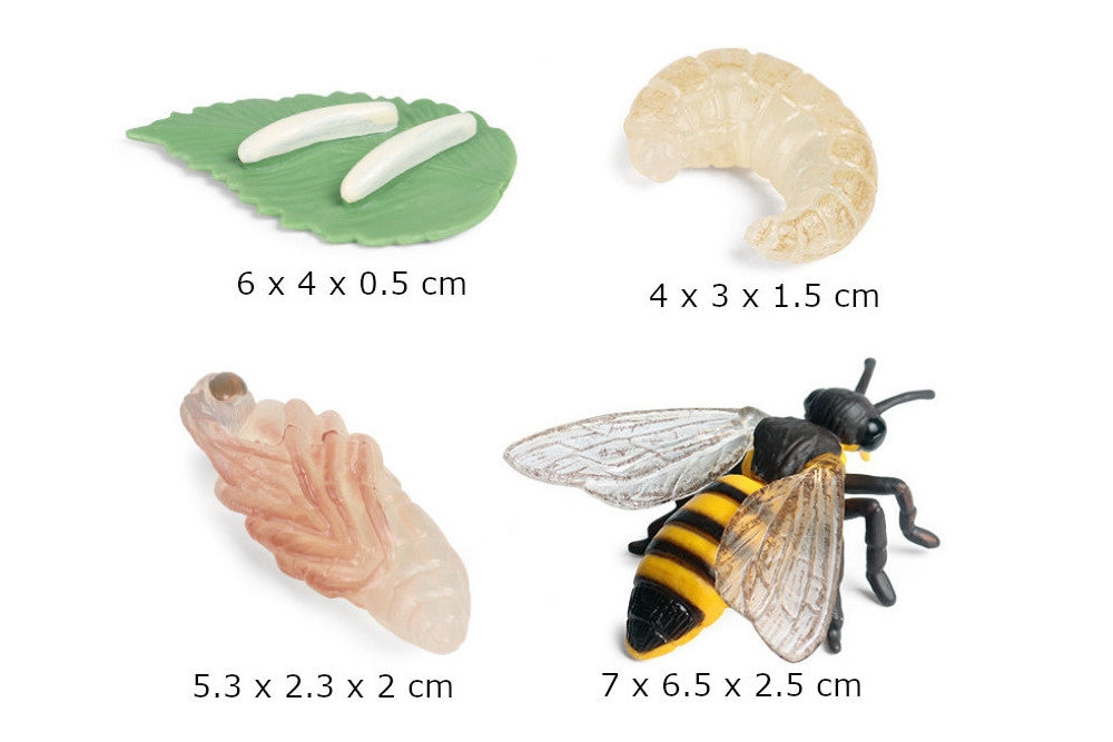 Life Cycle of a Honey Bee with Sorting Tray