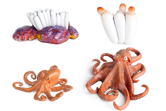 Life Cycle of an Octopus