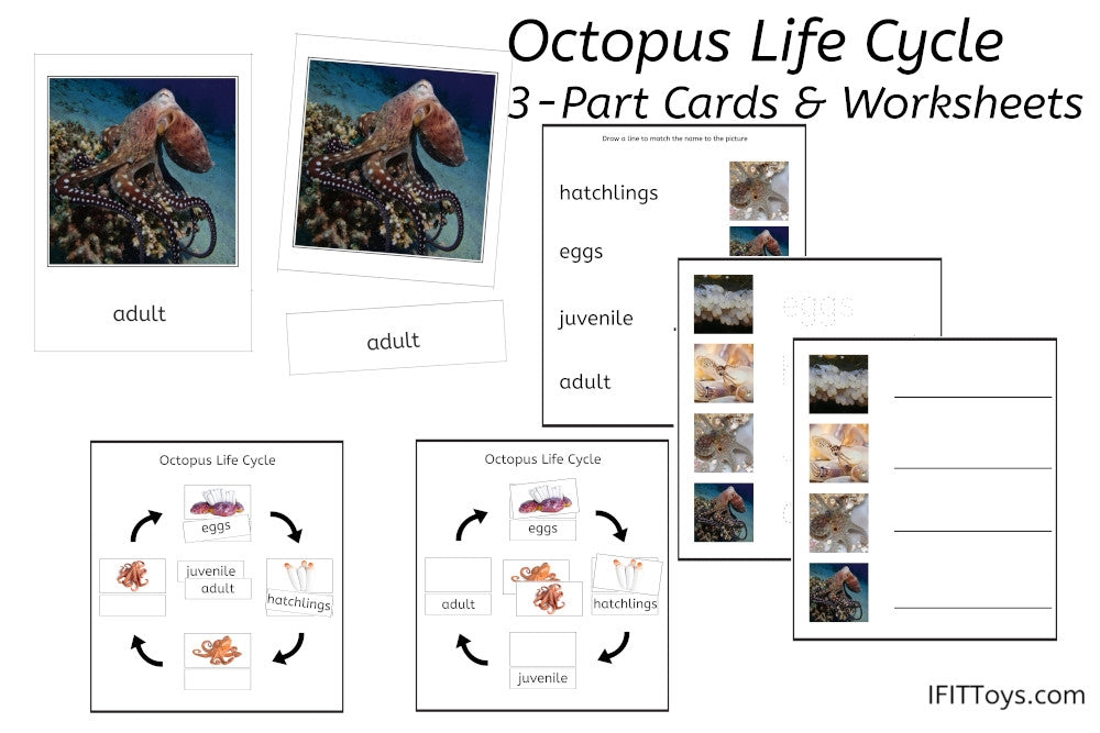 Octopus Life Cycle 3-Part Cards & Worksheets (PDF)