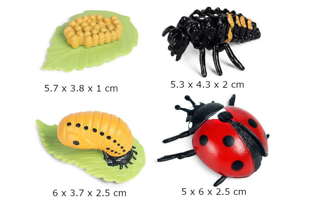 Life Cycle of a Ladybug with Tray and Cards