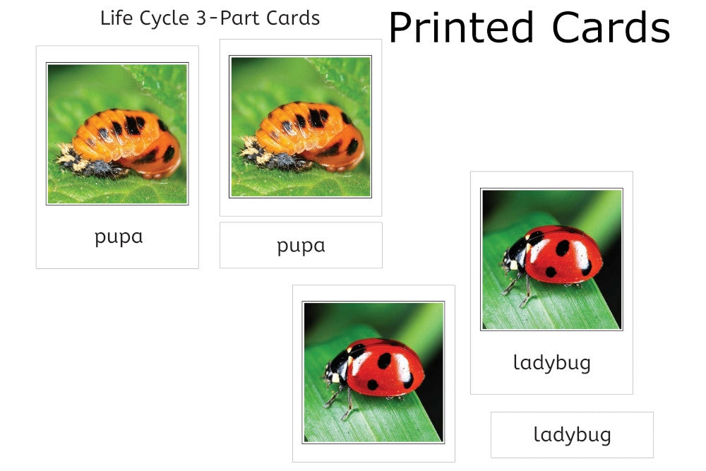 Life Cycle of a Ladybug with Tray and Cards