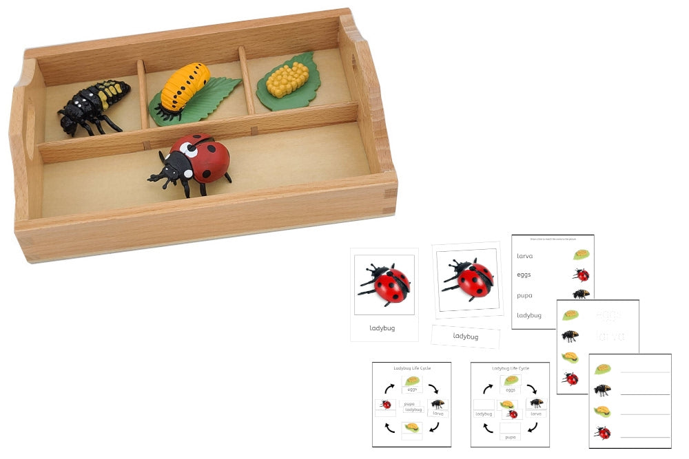 Life Cycle of a Ladybug with Sorting Tray