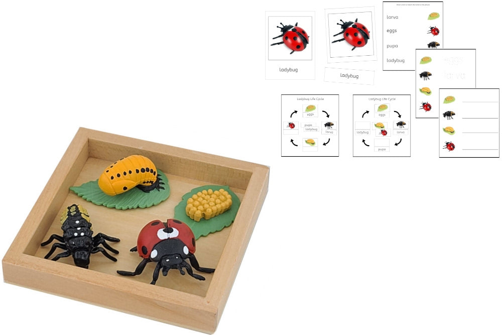 Life Cycle of a Ladybug with Tray