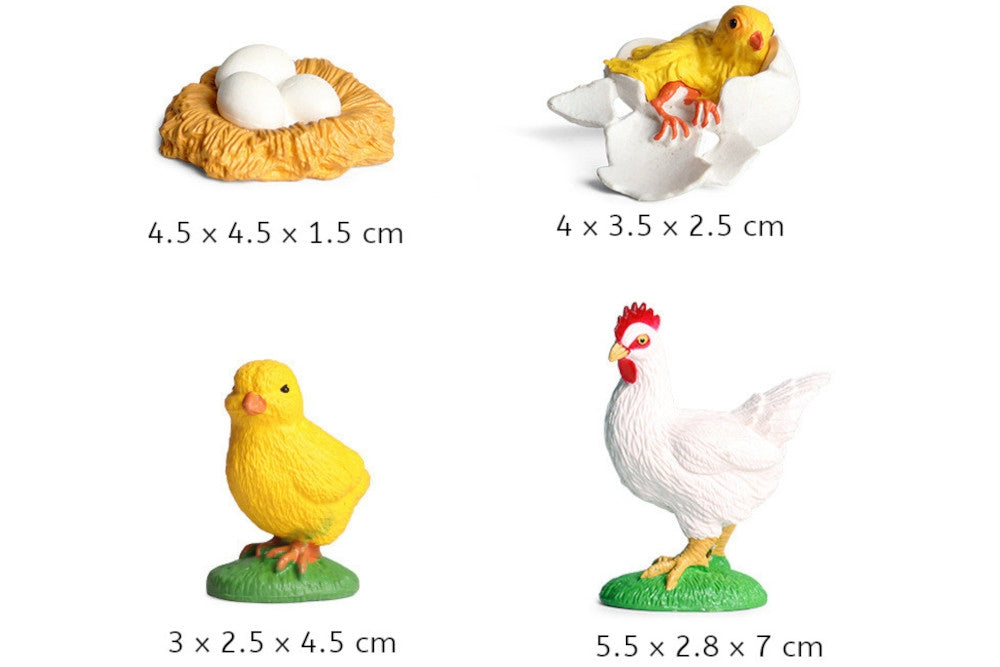 Life Cycle of a Chicken with Demo Tray