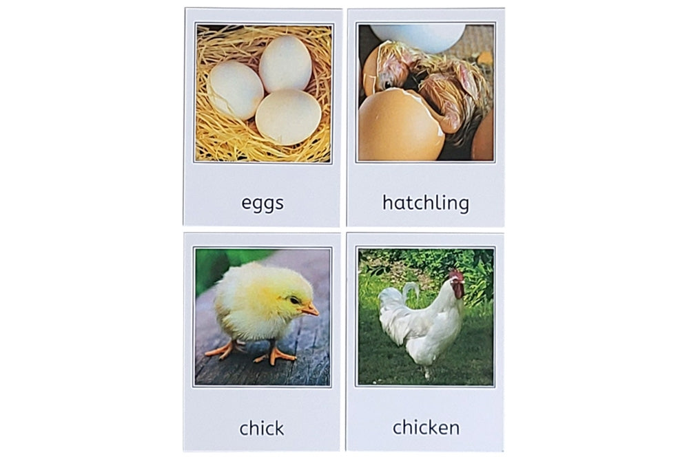 Chicken Life Cycle 3-Part Cards