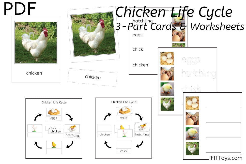 Chicken Life Cycle 3-Part Cards & Worksheets (PDF)