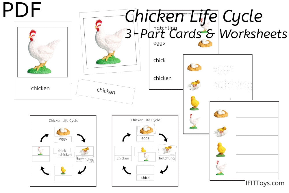 Chicken Life Cycle 3-Part Cards & Worksheets (PDF)