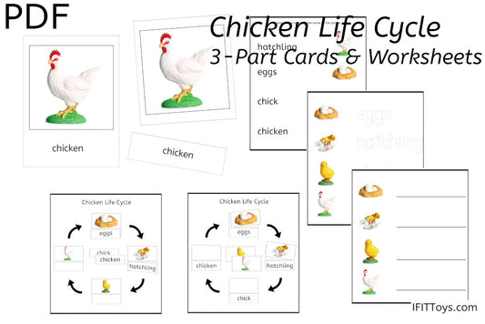 Chicken Life Cycle 3-Part Cards & Worksheets (PDF)