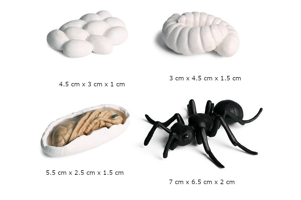 Life Cycle of an Ant with Demo Tray