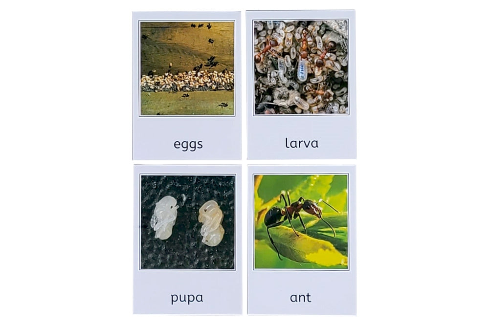 Life Cycle of an Ant with Tray and Cards