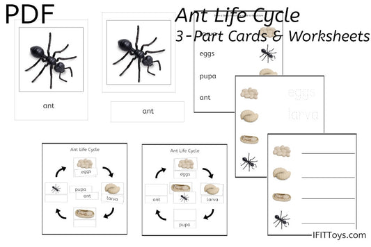 Ant Life Cycle 3-Part Cards & Worksheets (PDF)