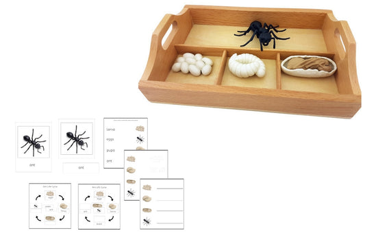 Life Cycle of an Ant with Sorting Tray