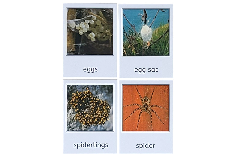 Spider Life Cycle 3-Part Cards