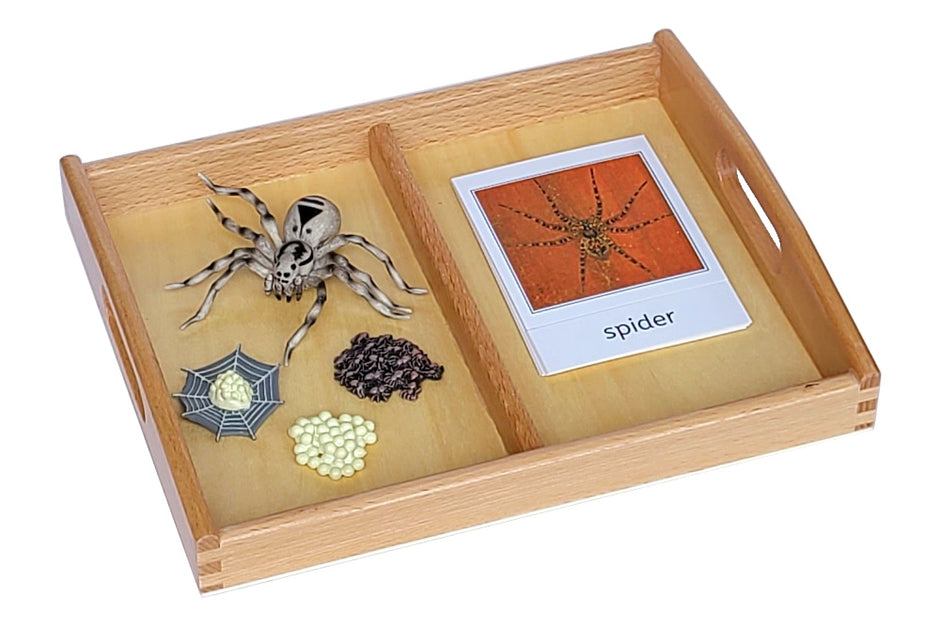 Life Cycle Two-Compartment Tray Set (Paper Cards) – IFIT Montessori