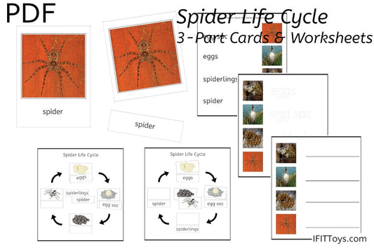 Spider Life Cycle 3-Part Cards & Worksheets (PDF)