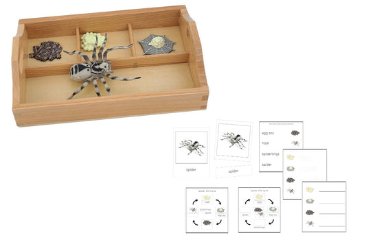 Life Cycle of a Spider with Sorting Tray