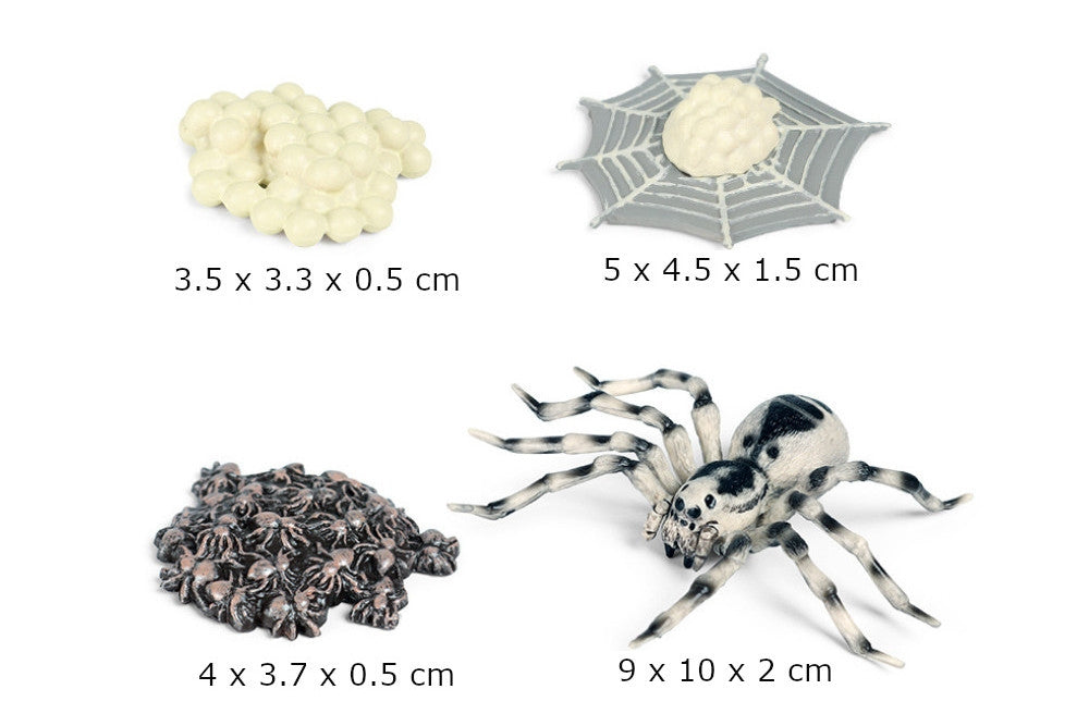 Life Cycle of a Spider with Tray