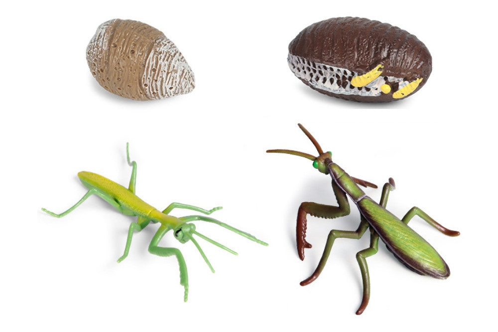 Life Cycle of a Mantis