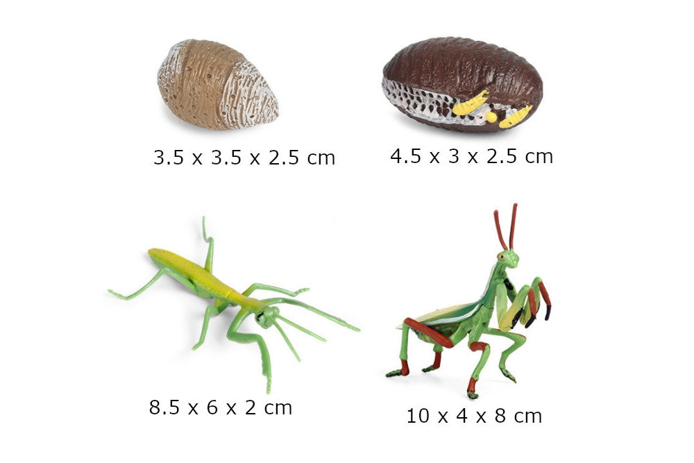 Life Cycle of a Mantis