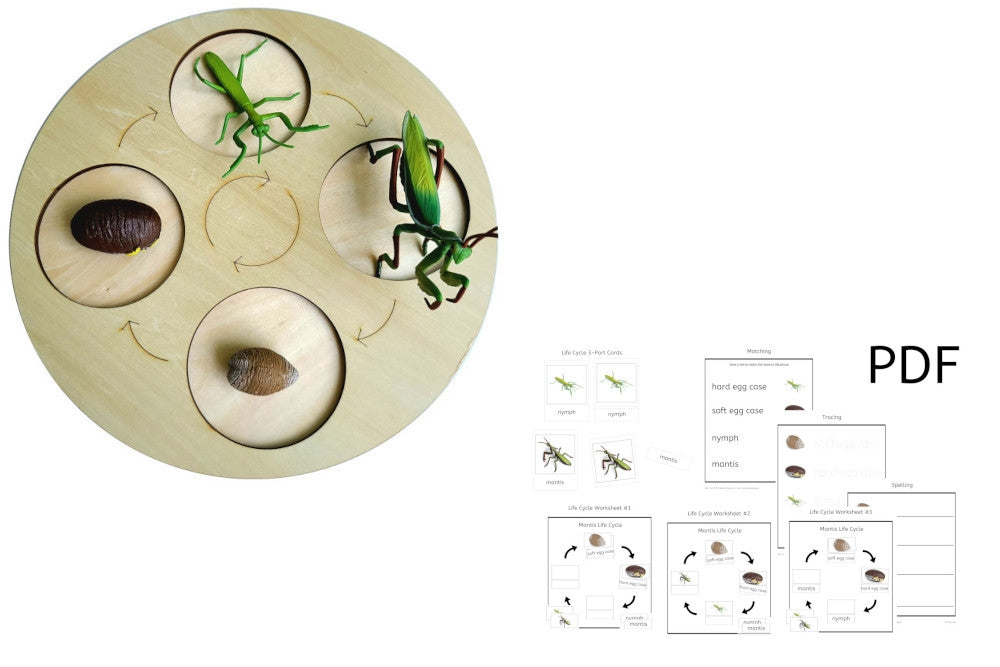 Life Cycle of a Mantis with Demo Tray