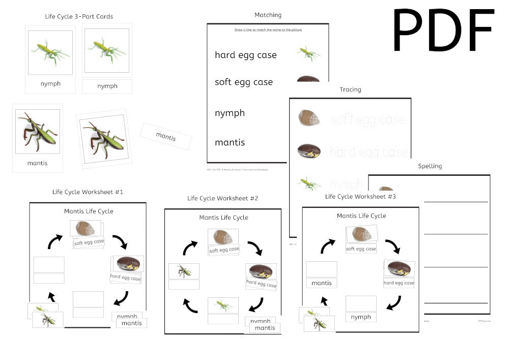 Mantis Life Cycle 3-Part Cards & Worksheets (PDF)