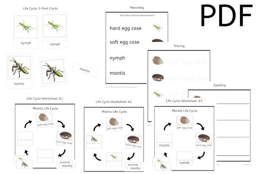 Mantis Life Cycle 3-Part Cards & Worksheets (PDF)