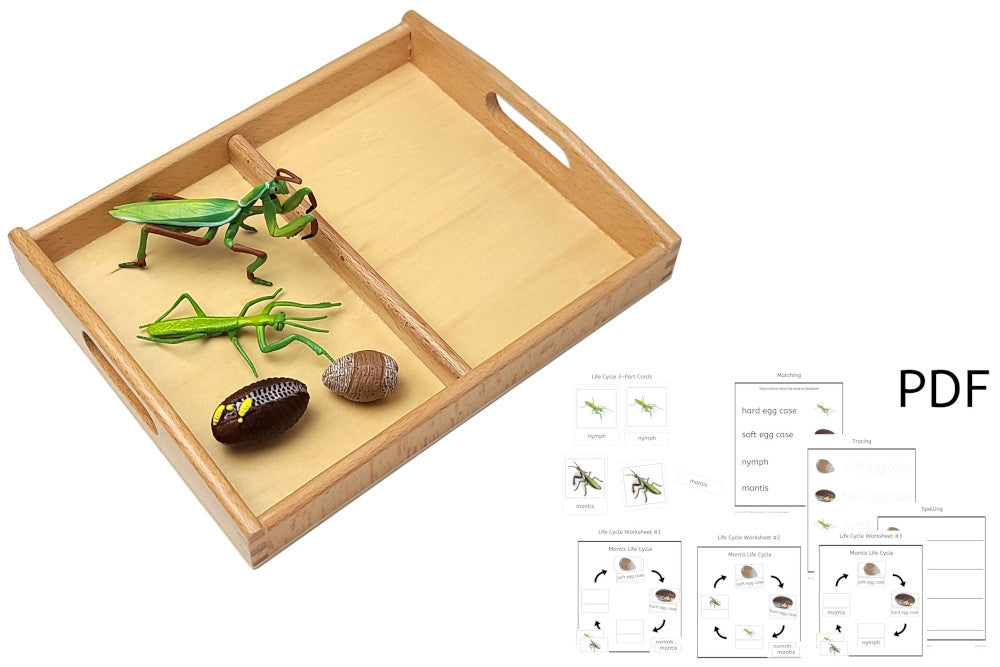 Life Cycle of a Mantis with Tray and PDF set - IFIT Montessori