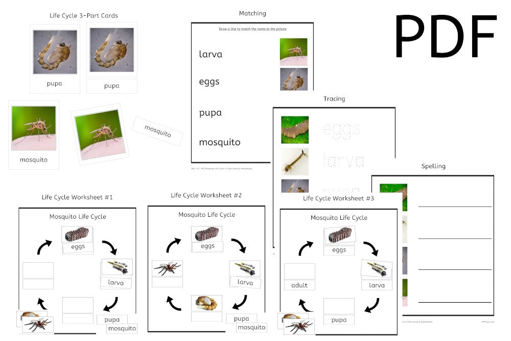 Mosquito Life Cycle 3-Part Cards & Worksheets (PDF)