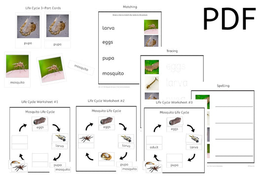 Mosquito Life Cycle 3-Part Cards & Worksheets (PDF)